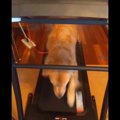 『ボクが先です』ラ…