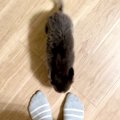 『構ってほしそうな…