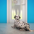 犬がインターホンで…