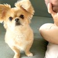 犬が『泣きだした赤…