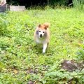 庭で遊んでいた犬→戻…