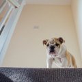 犬が階段を怖がる理…