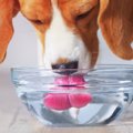 犬に水を与えるとき…