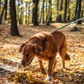 犬の飼い主なら一度…