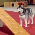 高所恐怖症の大型犬→…