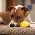 犬のテンションが下…