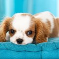犬の『去勢・避妊』…