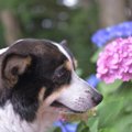 シニア犬におすすめ…