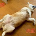 犬が家の中で寝てい…