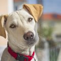 犬にNGな『首輪』５…