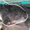 脳にダメージを受け…