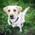 愛犬と旅行を楽しむ…