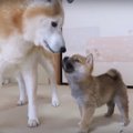 体が大きくなっても…