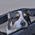 犬が『認知症』にな…