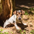 狩猟犬は遭遇した動…