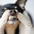 犬が歯ぎしりをする…