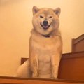 今朝、犬を綺麗に洗…