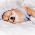 愛犬を誘っても一緒…