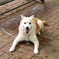 マナーの悪い犬の飼…