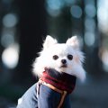犬用マフラー人気商…