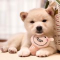 犬に絶対NGな『手作…
