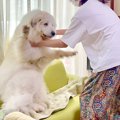 汚れた超大型犬を『…