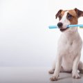 犬から体臭がする時…