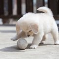 犬の『社会化』はど…