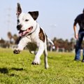 犬がマウンティング…