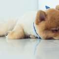 犬が突然強い眠気に…