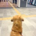 家族を駅までお迎え…