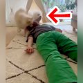 床に寝ていたら『犬…