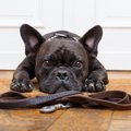 犬が肥満になってし…
