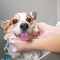 犬の体につくダニや…