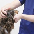 私が見た酷い飼い主…