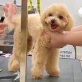 トリミング中の犬を…