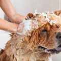 犬用トリートメント…