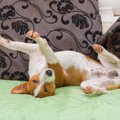 犬が寝る場所を整え…