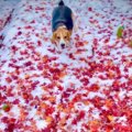 「雪と紅葉とイッヌ…