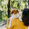犬を抱っこしすぎる…
