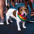 犬を飼うことを「フ…