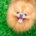 『内気な犬』にして…