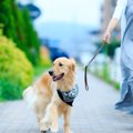 犬の『散歩で必ず持…