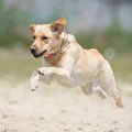 犬に「ミドリムシ」…