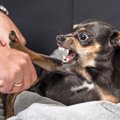 犬が「イヤイヤ期」…