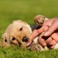 犬の乳歯の保存方法…