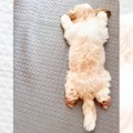「溶けてる？」ぺた…