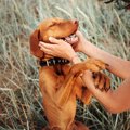 犬は会ったことがあ…