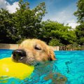 愛犬とドッグプール…
