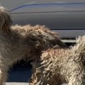 街をさまよう2匹のボ…